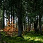 Lichtspiel im Frühling