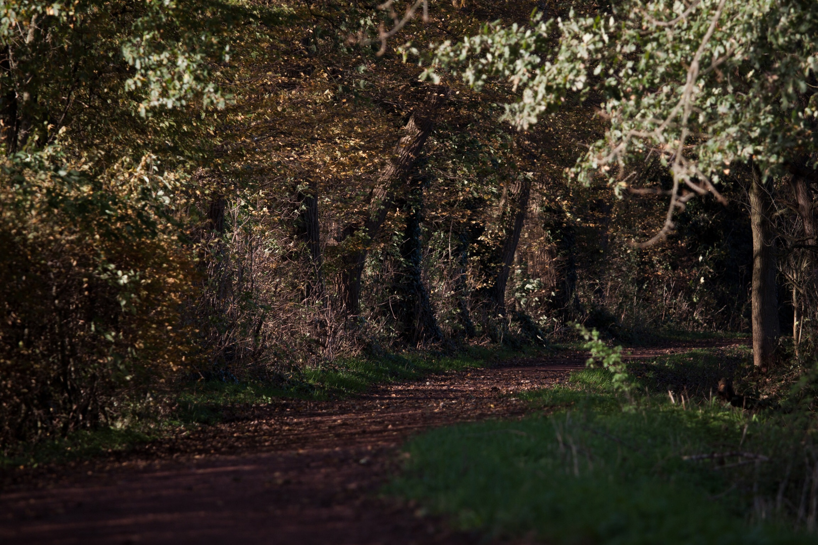 Lichtspiel im Herbst