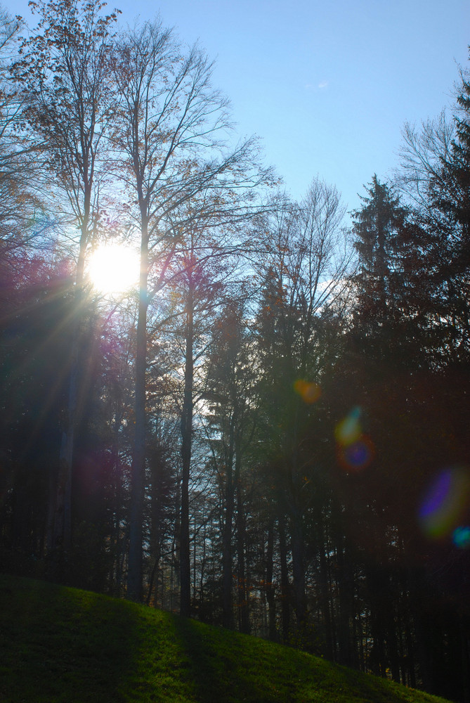 Lichtspiel im Herbstwald