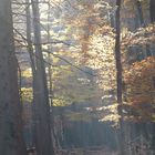 Lichtspiel im Herbstwald