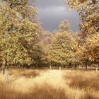 Lichtspiel im Herbstwald