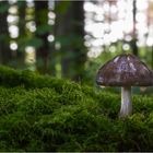 -Lichtspiel im Pilzwald-