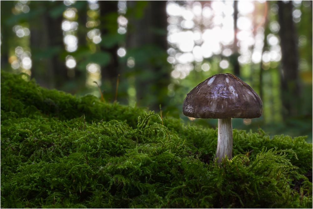 -Lichtspiel im Pilzwald-