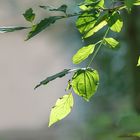 Lichtspiel im Spätsommer