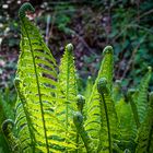  Lichtspiel im Wald