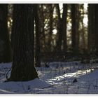 Lichtspiel im Wald