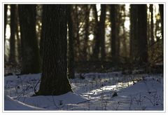 Lichtspiel im Wald