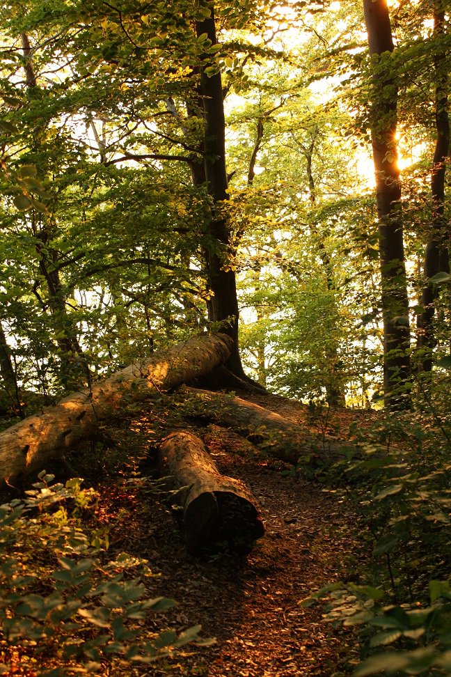 Lichtspiel im Wald