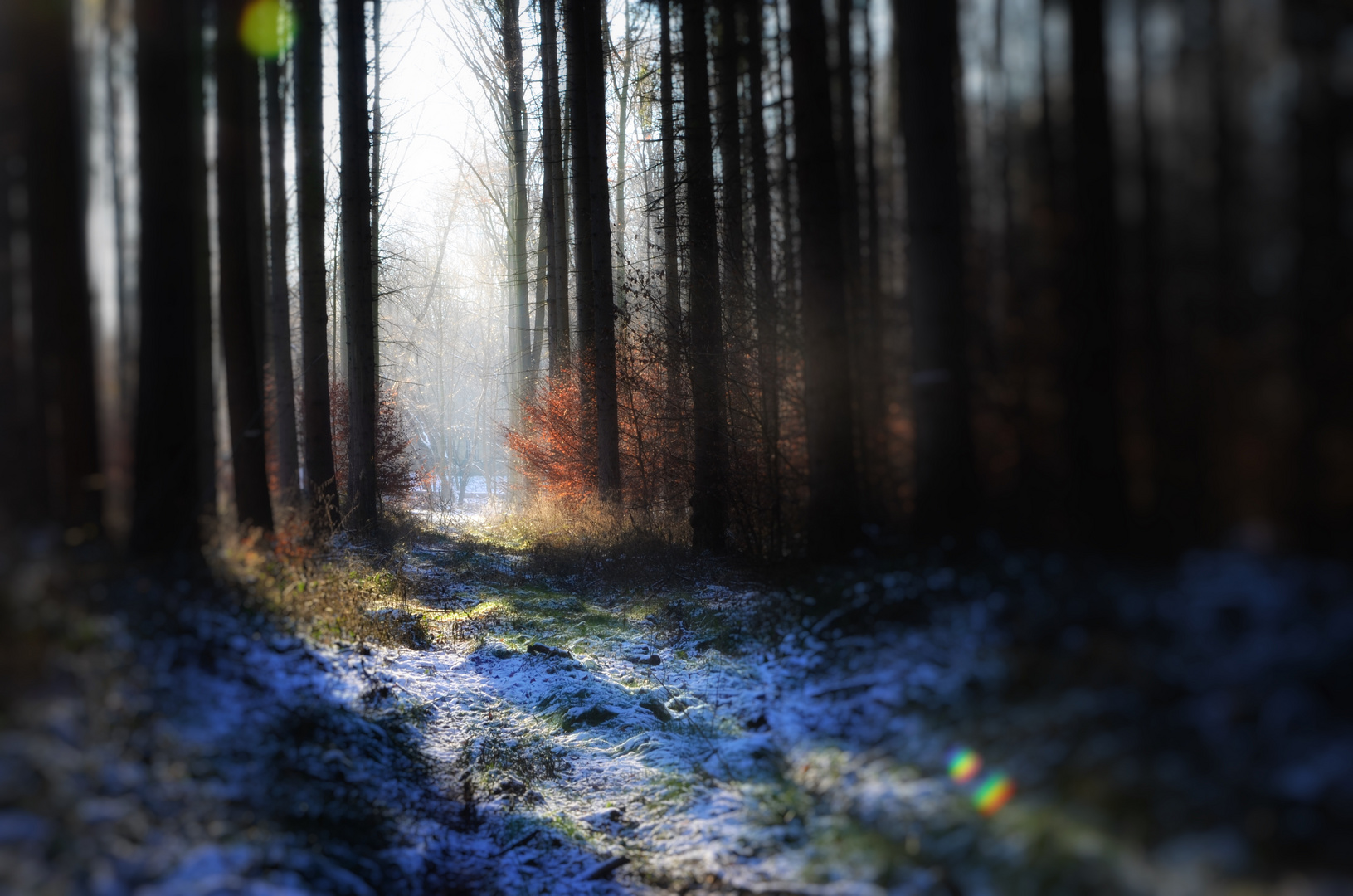 Lichtspiel im Wald