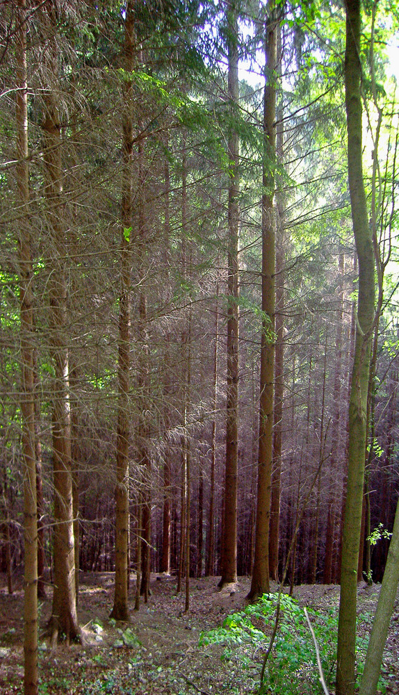 Lichtspiel im Wald