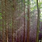 Lichtspiel im Wald