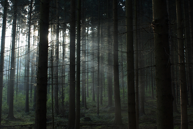 Lichtspiel im Wald