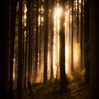 Lichtspiel im Wald