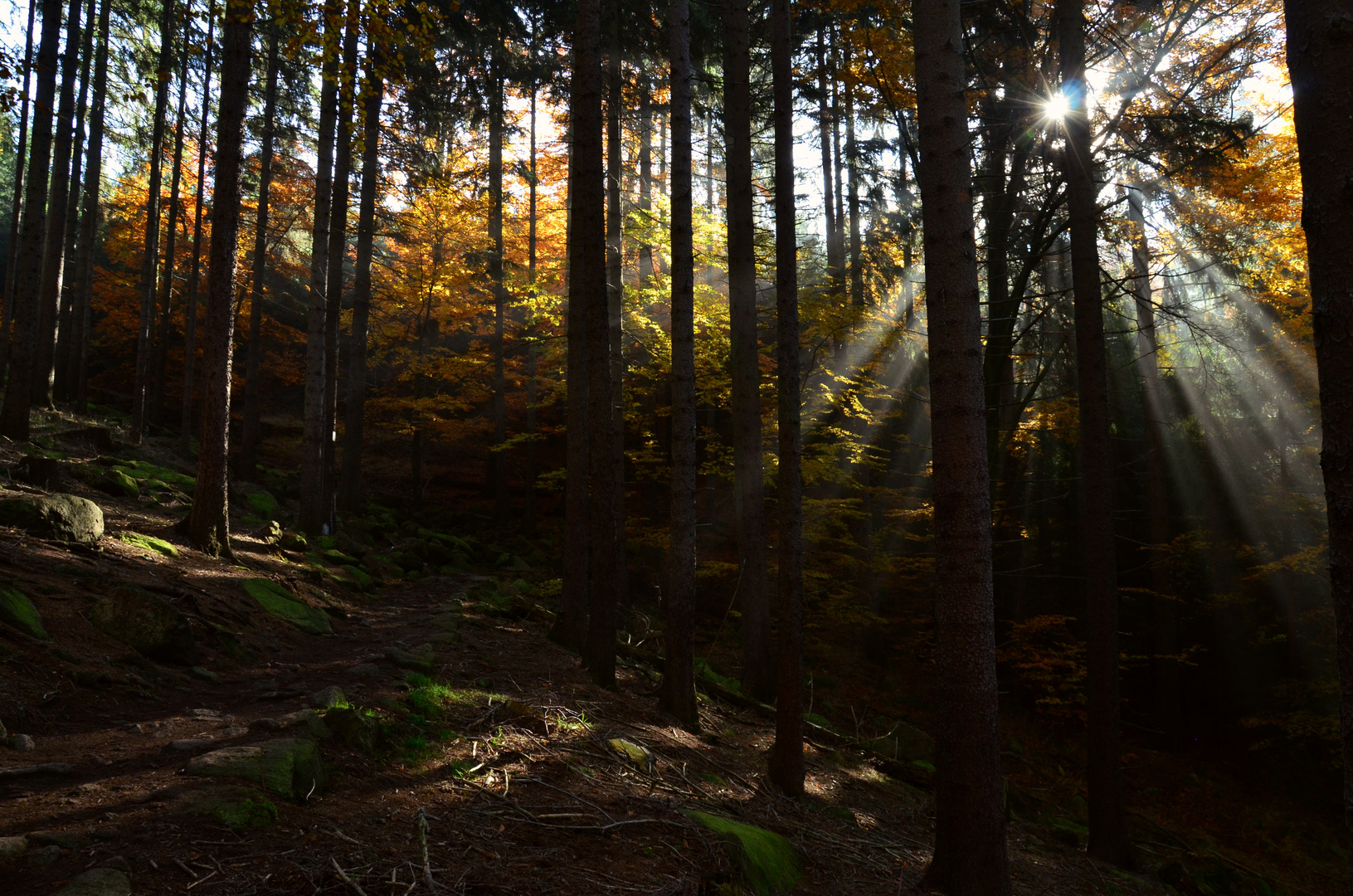 Lichtspiel im Wald