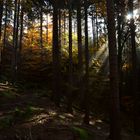 Lichtspiel im Wald