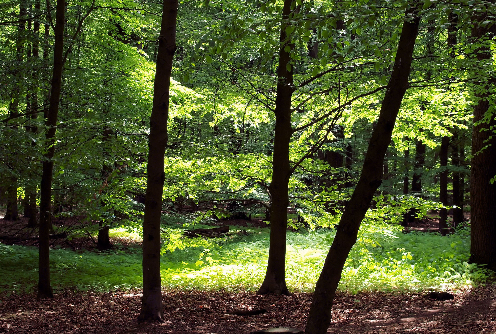 Lichtspiel im Wald...