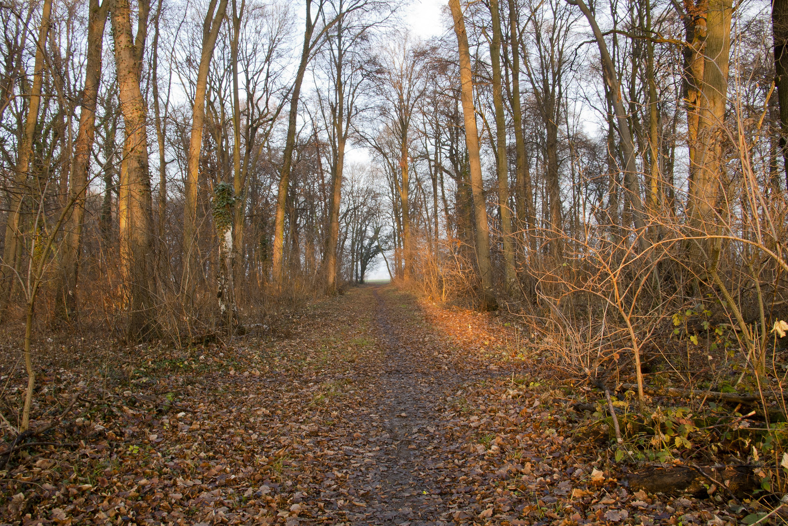 Lichtspiel im Wald