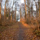 Lichtspiel im Wald