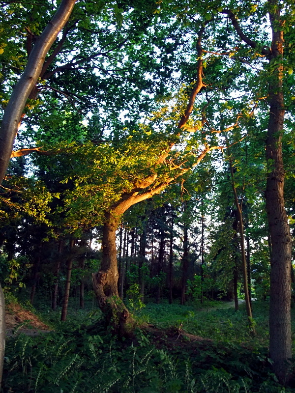 Lichtspiel im Wald