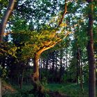 Lichtspiel im Wald