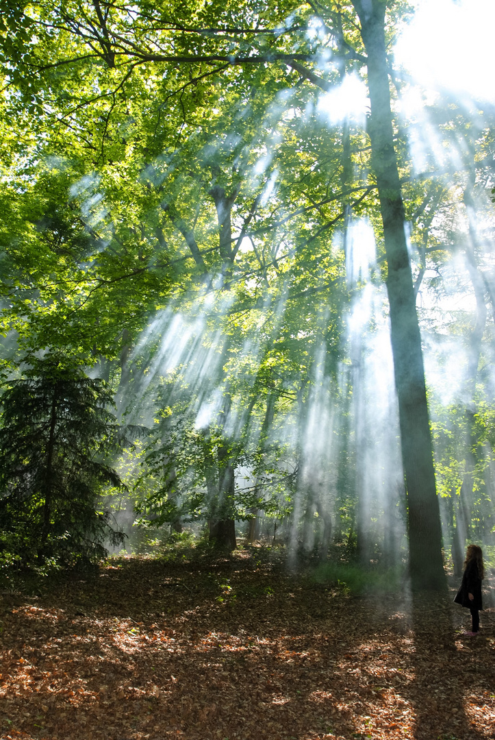 Lichtspiel im Wald