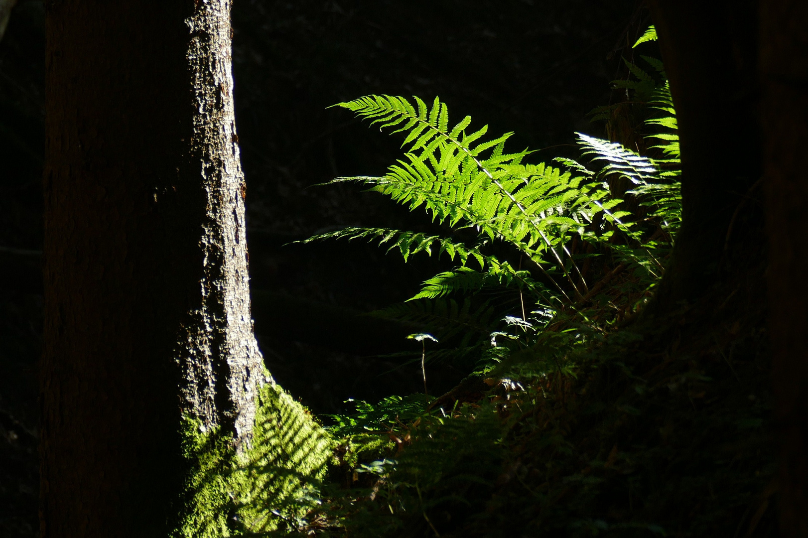 Lichtspiel im Wald