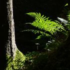 Lichtspiel im Wald