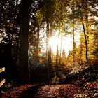 Lichtspiel im Wald