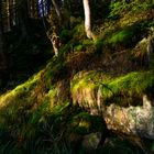 Lichtspiel im Wald