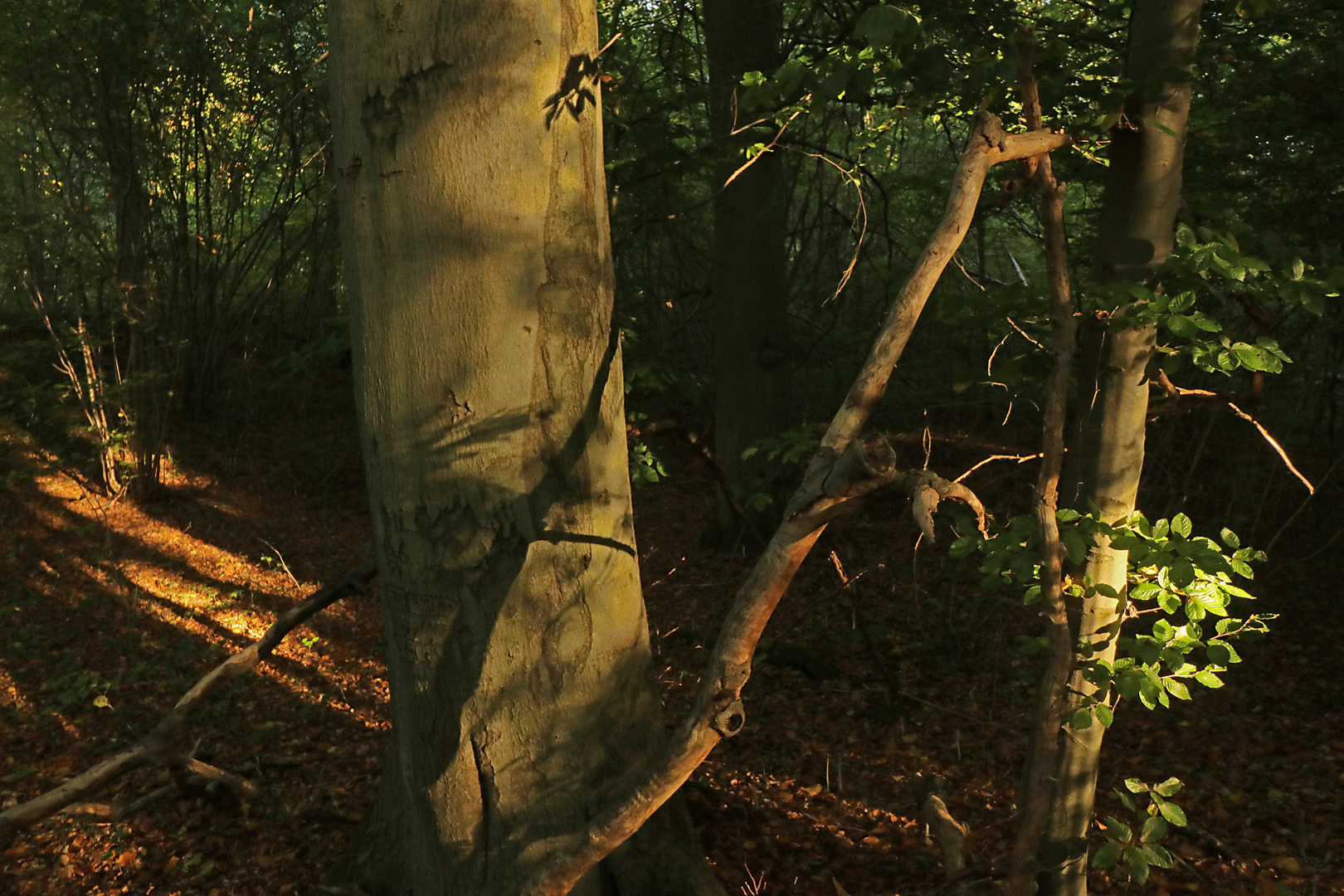 Lichtspiel im Wald