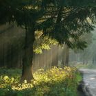 Lichtspiel im Wald