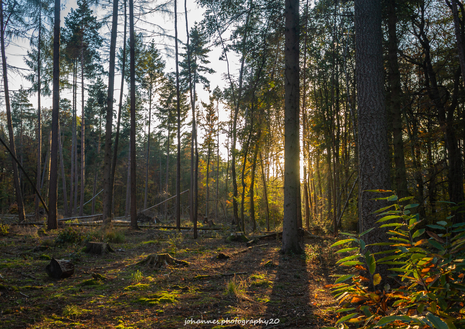 Lichtspiel im Wald