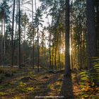 Lichtspiel im Wald