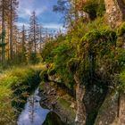 Lichtspiel im Wald