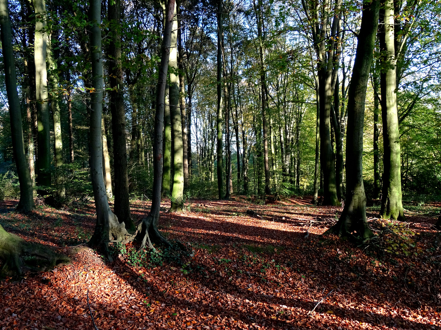 Lichtspiel im Wald