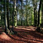 Lichtspiel im Wald