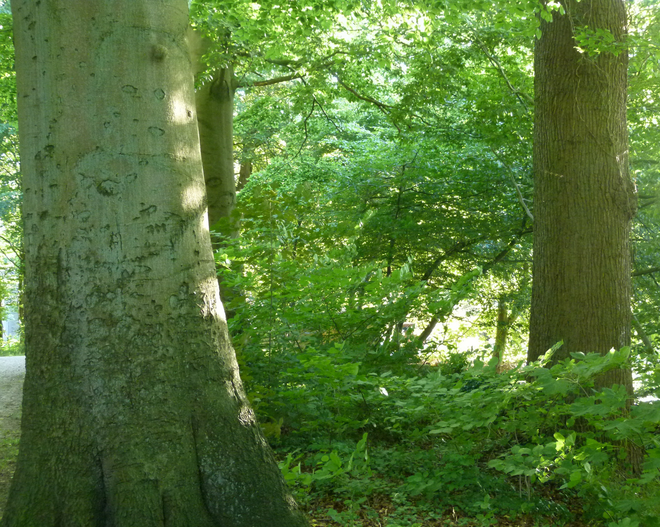 Lichtspiel im Wald