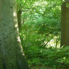 Lichtspiel im Wald