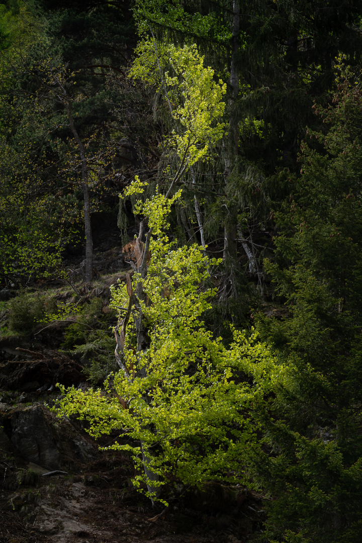 Lichtspiel im Wald