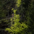 Lichtspiel im Wald