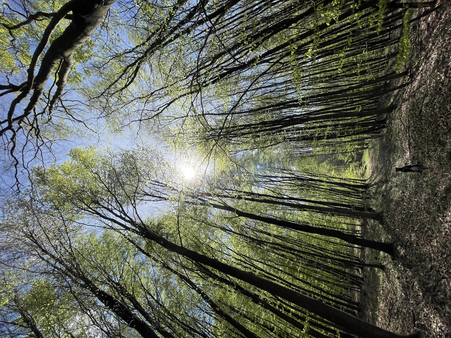 Lichtspiel im Wald 