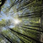 Lichtspiel im Wald 