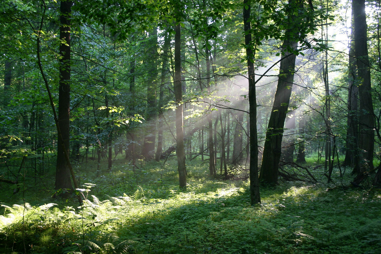 Lichtspiel im Wald