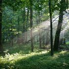 Lichtspiel im Wald