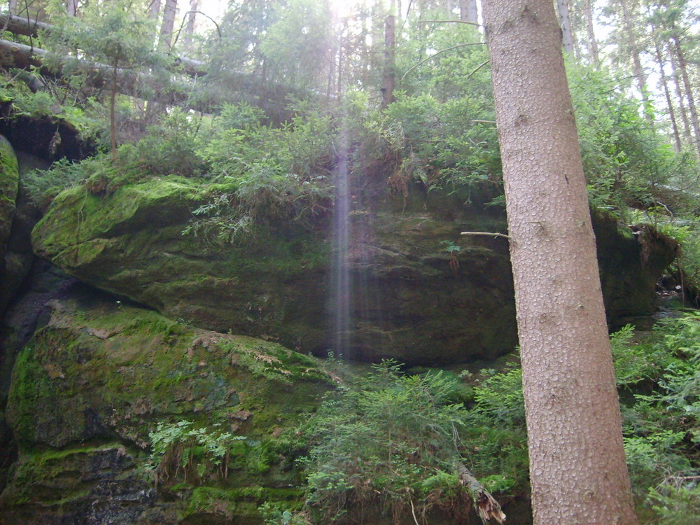 Lichtspiel im Wald