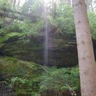 Lichtspiel im Wald