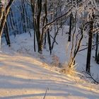 Lichtspiel im Winterwald
