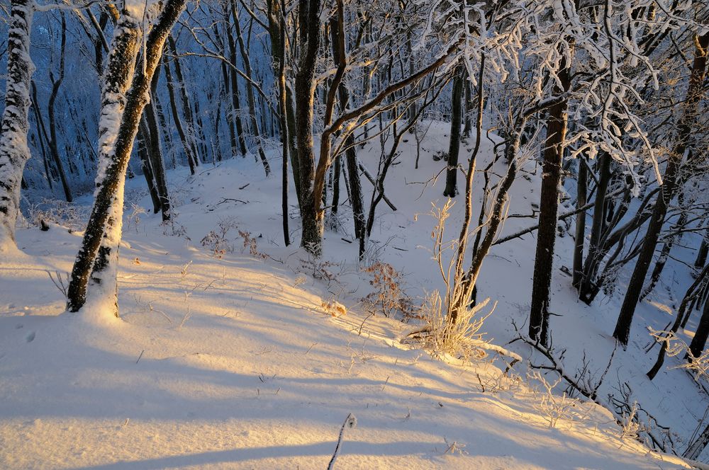 Lichtspiel im Winterwald von mipa24 