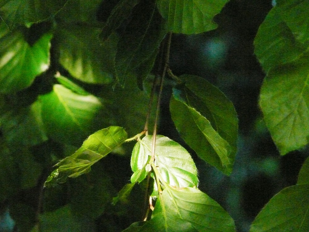 Lichtspiel in Buchenblättern