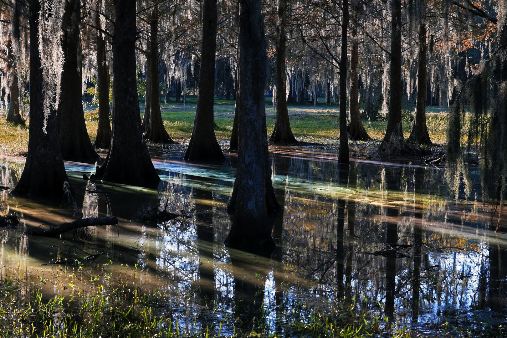 Lichtspiel in den Sümpfen Floridas